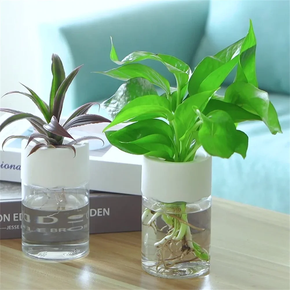 Aloe Vera Pot - Mini Vaso Idroponico Trasparente per Fiori,