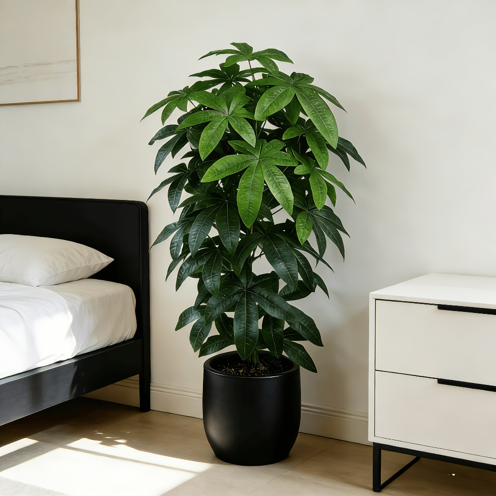 Dracaena Marginata - Albero della Fortuna Artificiale Pachira Aquatica