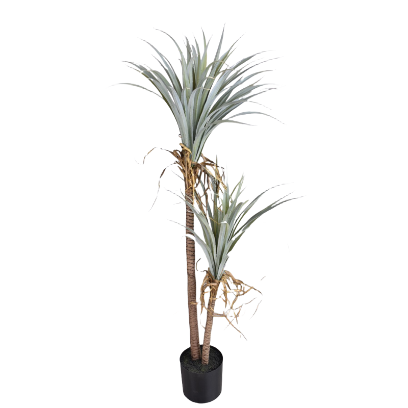 Sangue di drago Yucca Pianta a - Dracaena Marginata recensione e prezzo