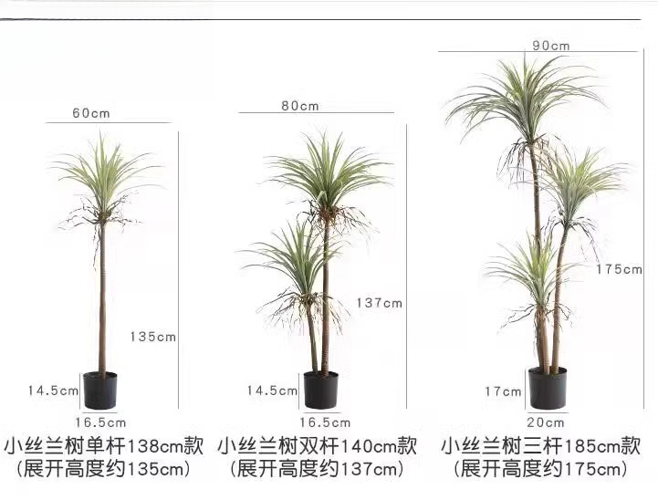 Sangue di drago Yucca Pianta a - Dracaena Marginata recensione e prezzo