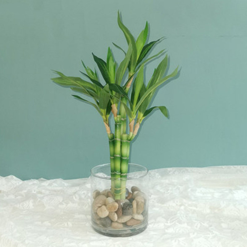 Nuova Pianta Artificiale di Ba - Dracaena Marginata recensione e prezzo