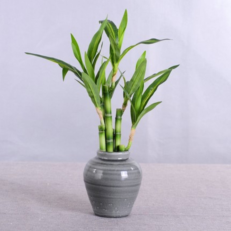 Nuova Pianta Artificiale di Ba - Dracaena Marginata recensione e prezzo