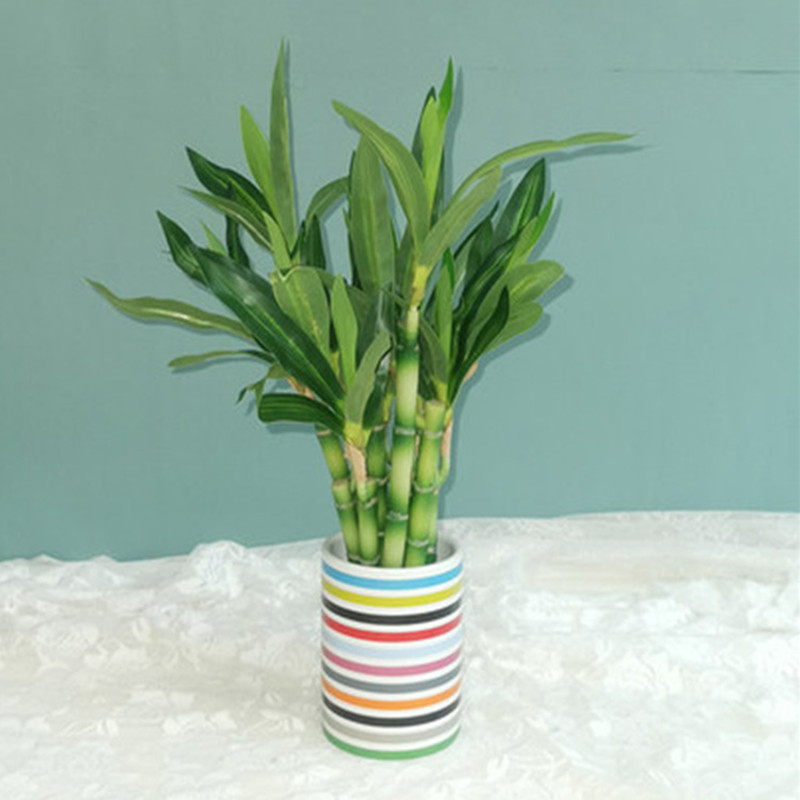 Nuova Pianta Artificiale di Ba - Dracaena Marginata recensione e prezzo