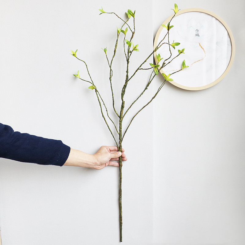 Nuovo ramo lungo di piante ver - Dracaena Marginata recensione e prezzo