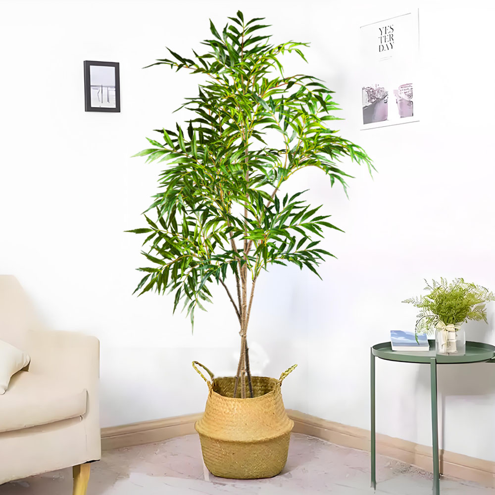 78-140 cm Grandi Piante Nandin - Dracaena Marginata recensione e prezzo
