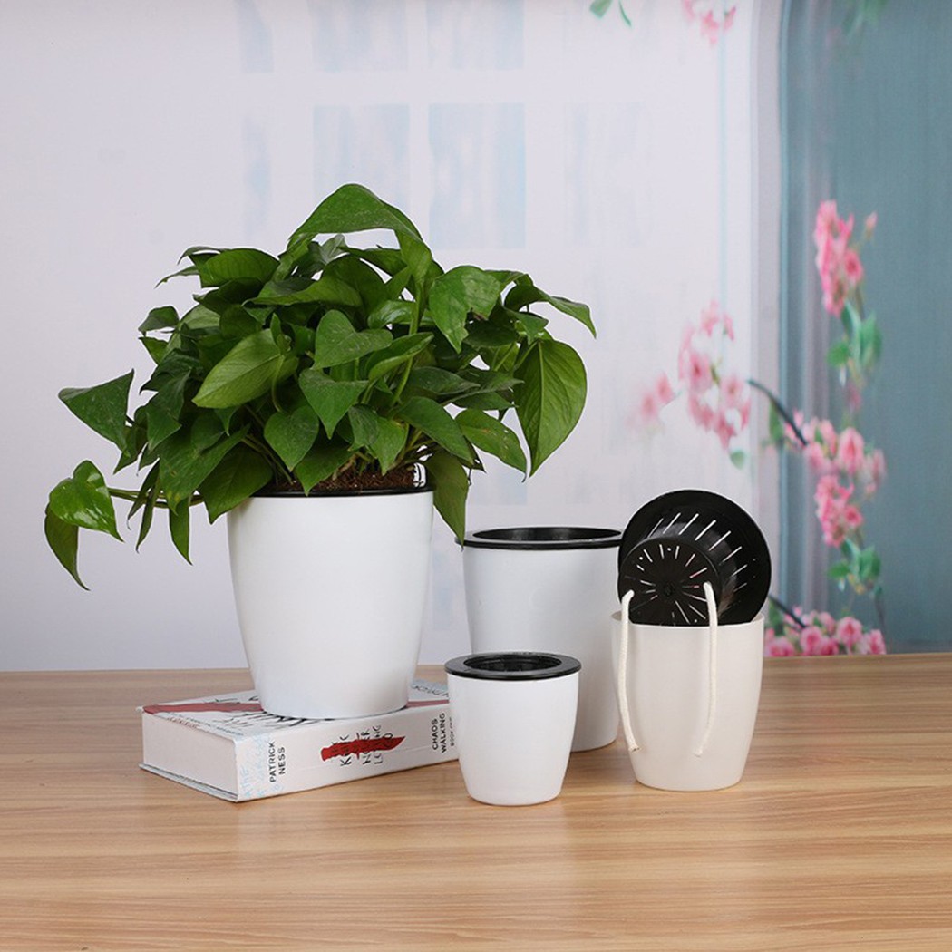 Irrigazione automatica piante  - Aloe Vera Pot recensione e prezzo