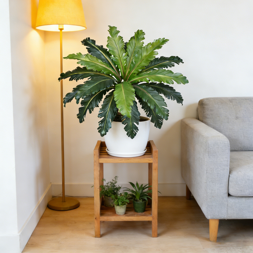 Foglie Artificiali di Palma Pe - Dracaena Marginata recensione e prezzo