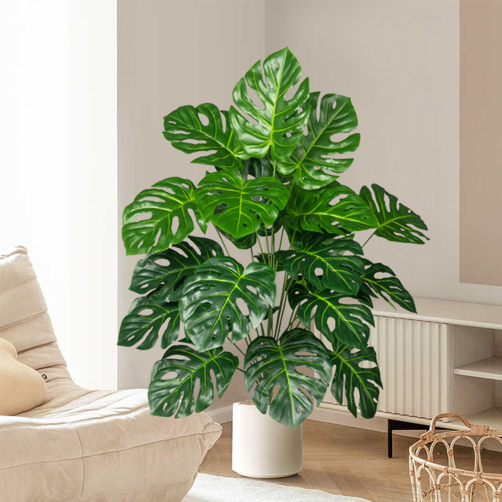 70-100 cm Albero Monstera arti - Monstera Adansonii recensione e prezzo