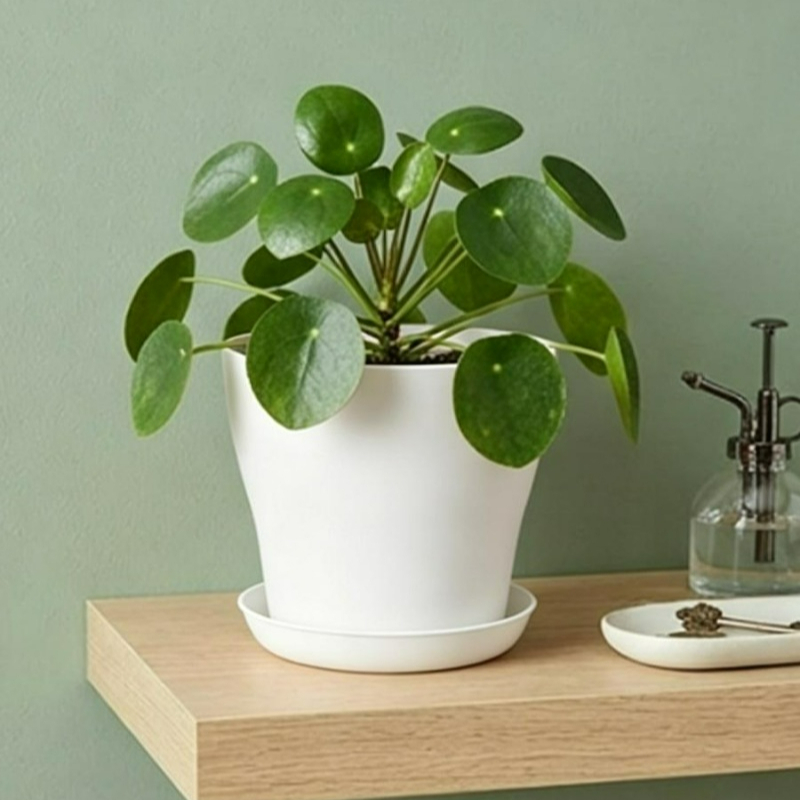 Set di Vasi per Piante con For - Aloe Vera Pot recensione e prezzo
